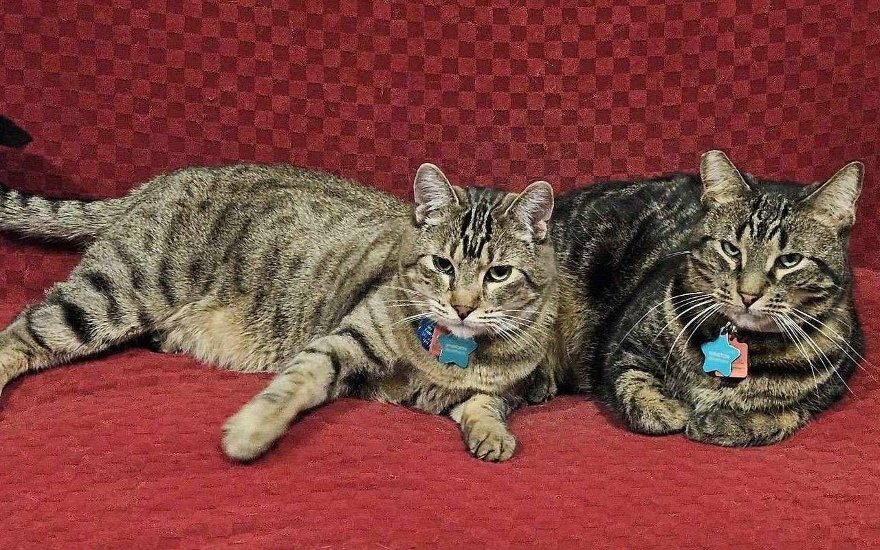 Two cats laying down. Next Avenue, moving with pets