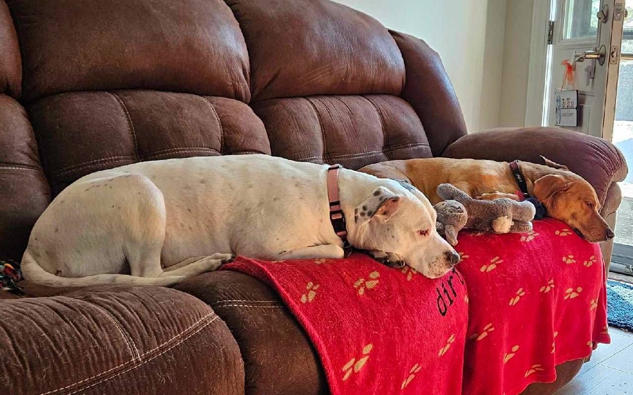 Two dogs relaxing on a couch. Next Avenue, moving with pets