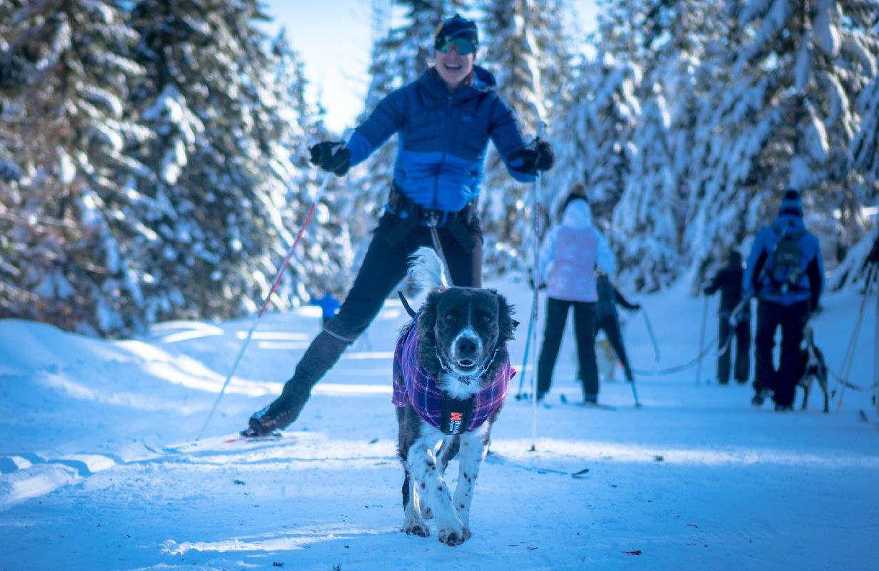A person skijoring with their dog. Next Avenue, winter activities with dog