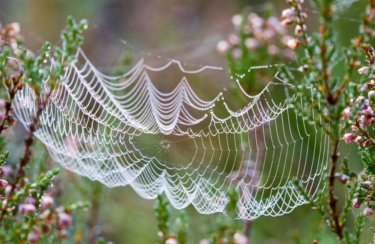 A spider web made in between pink flowers. Next Avenue, entrepreneurs