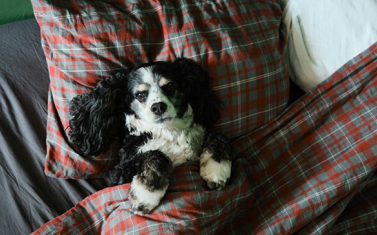 A dog tucked under the covers in bed. Next Avenue, staying in shape, humor