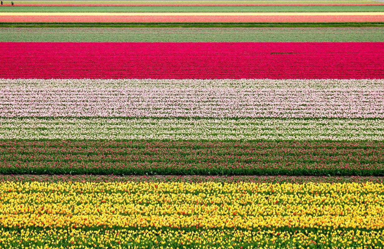 An agricultural field growing colorful tulips. Next Avenue, color therapy, chromotherapy