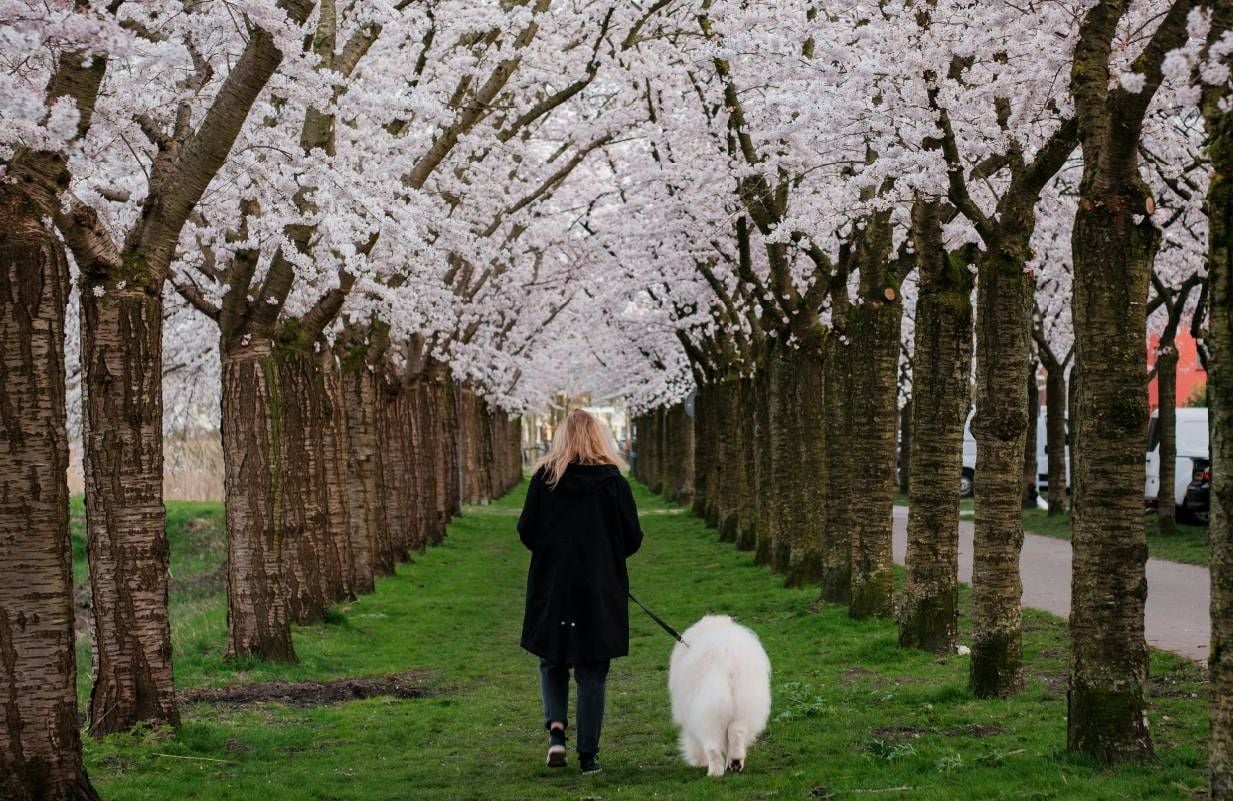 Woman walking her dog underneath cherry blossom trees. Next Avenue, walking benefits