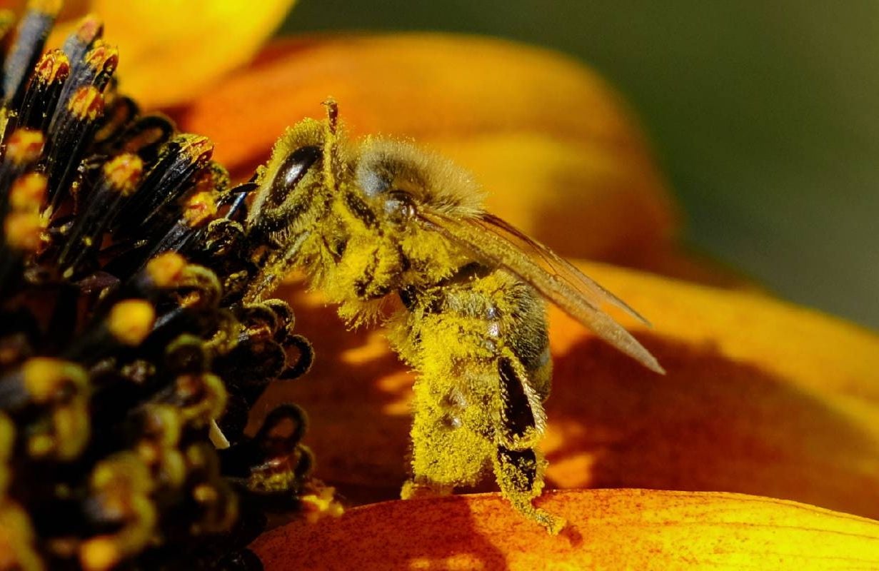 A close up of a bee covered in yellow pollen. Next Avenue, seasonal allergies, worse