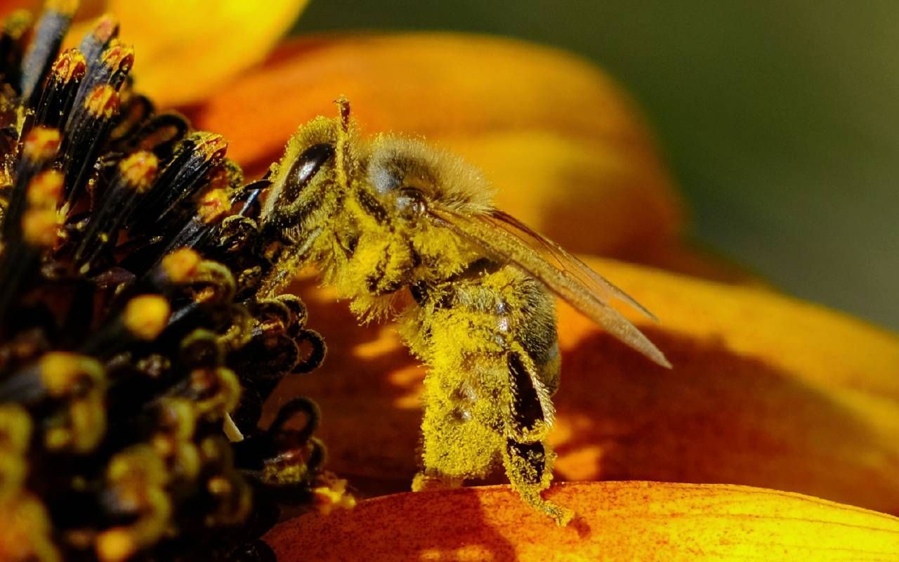 A close up of a bee covered in yellow pollen. Next Avenue, seasonal allergies, worse