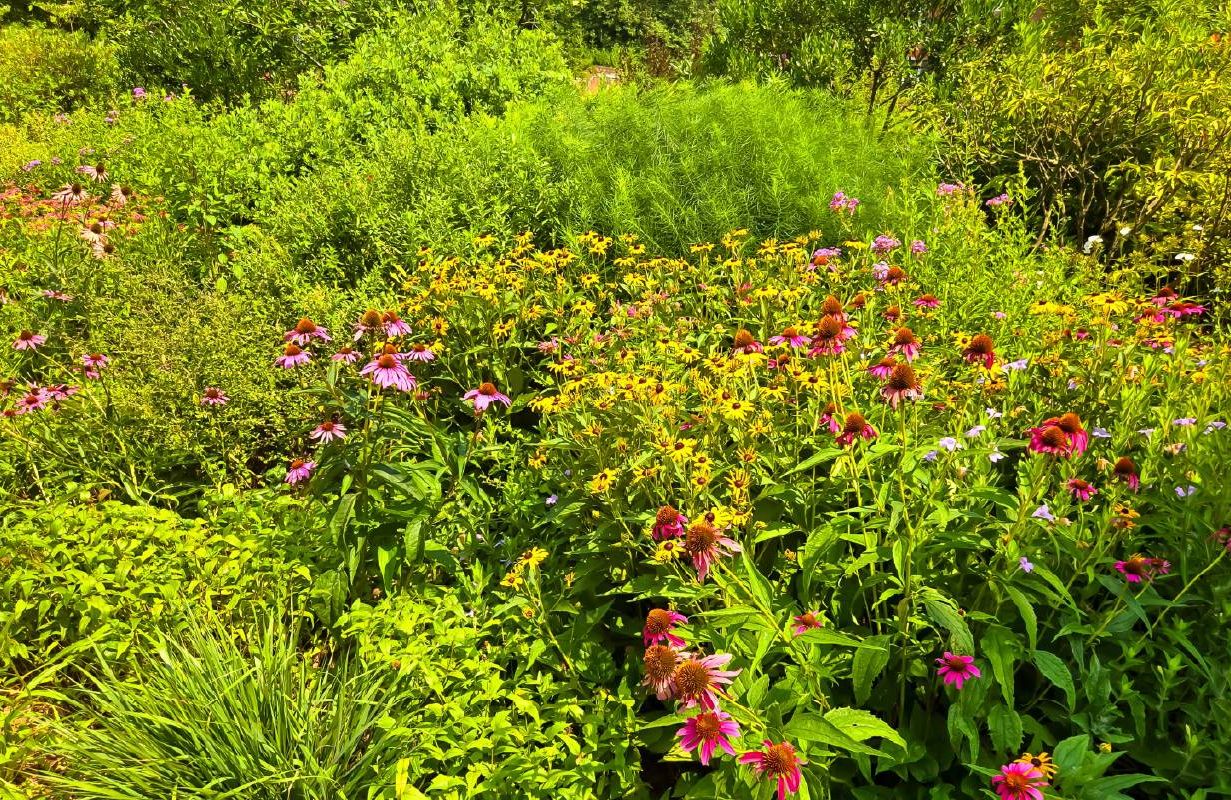 Summer wildflower meadow. Next Avenue, how to plant