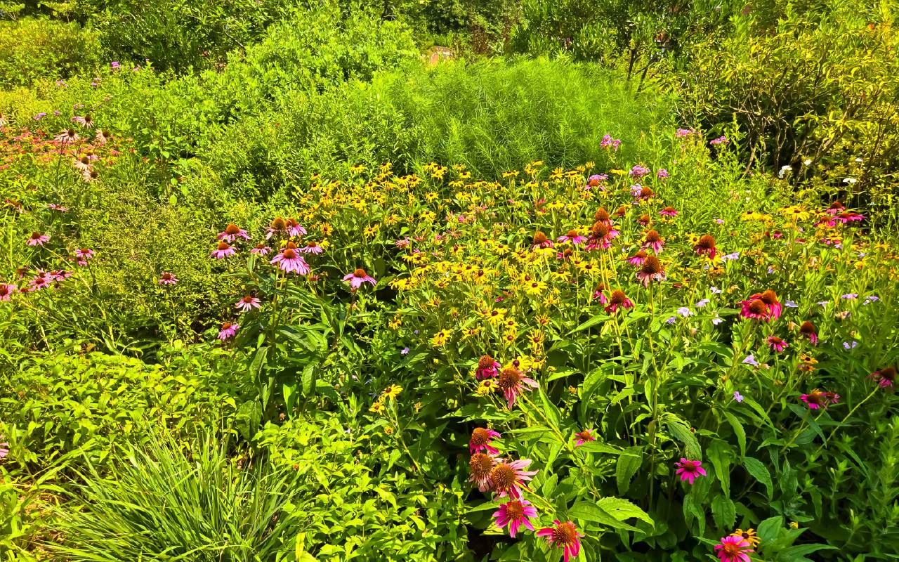 Summer wildflower meadow. Next Avenue, how to plant