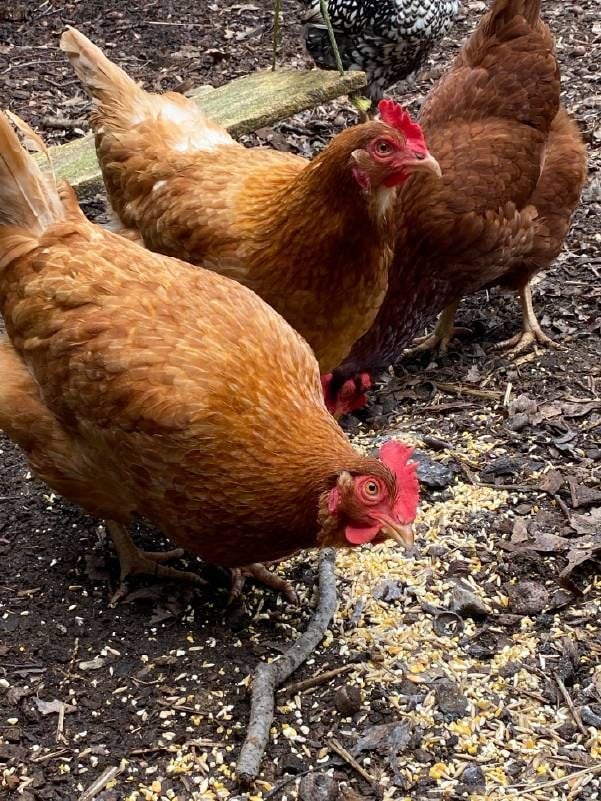 Backyard chickens. Next Avenue, yard to table