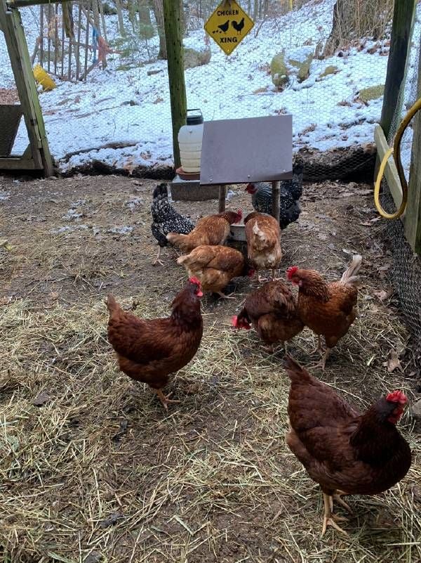 Backyard chickens. Next Avenue, yard to table