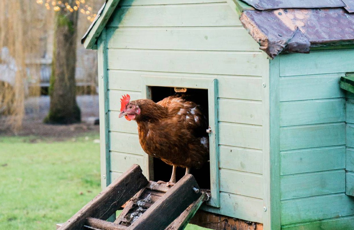 Backyard chickens. Next Avenue, yard to table