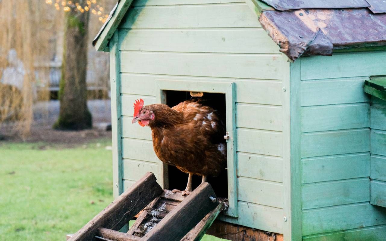 Backyard chickens. Next Avenue, yard to table