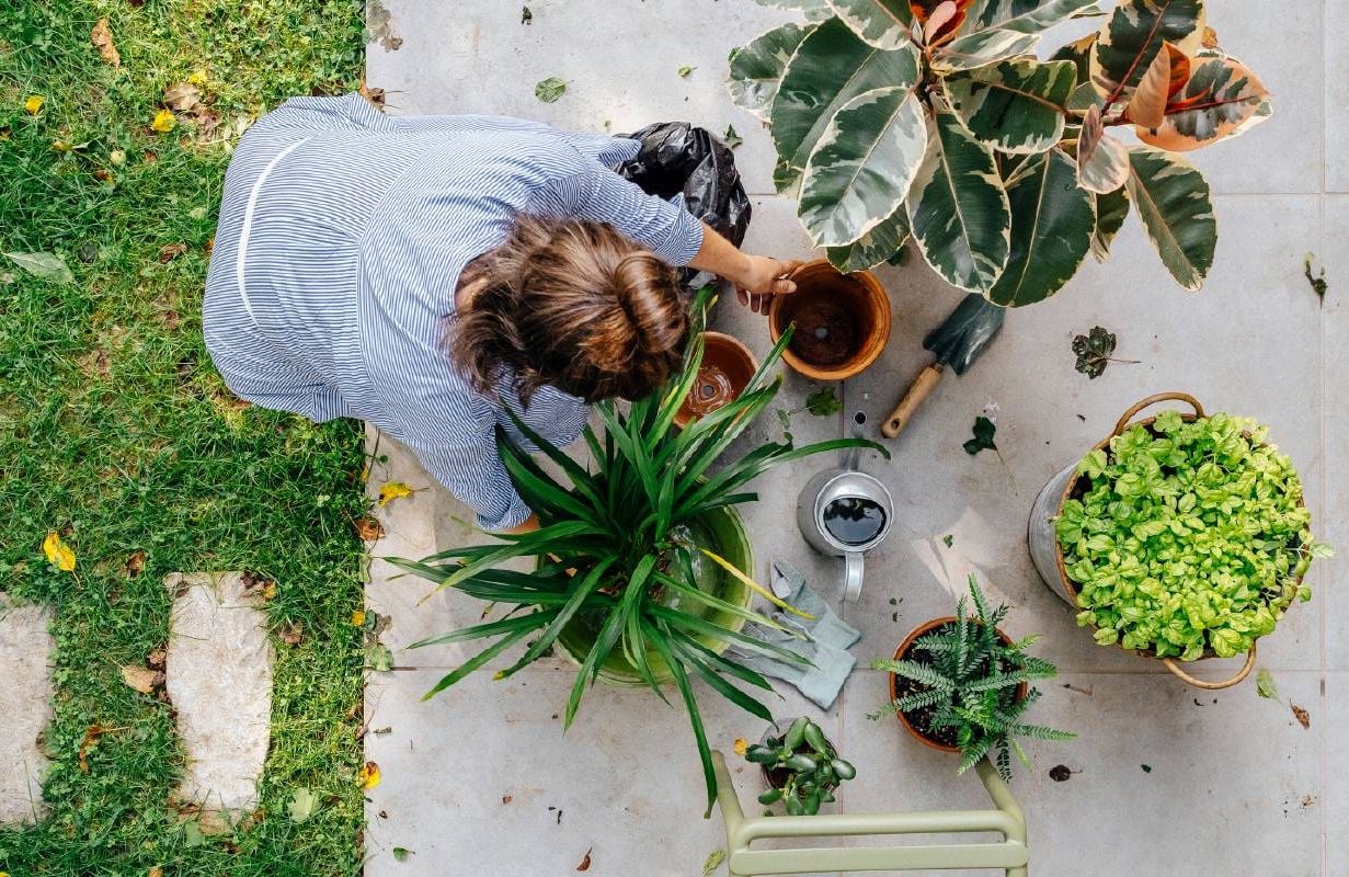 Next Avenue, houseplant, care, tips