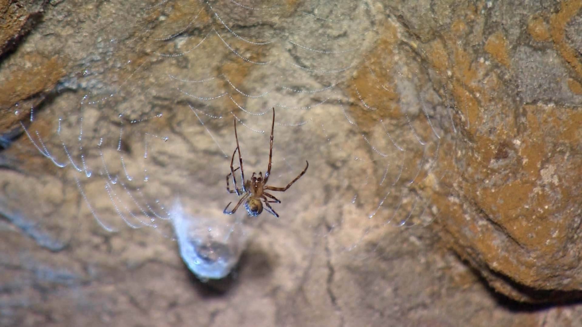 One of the many spiders living in the cave.