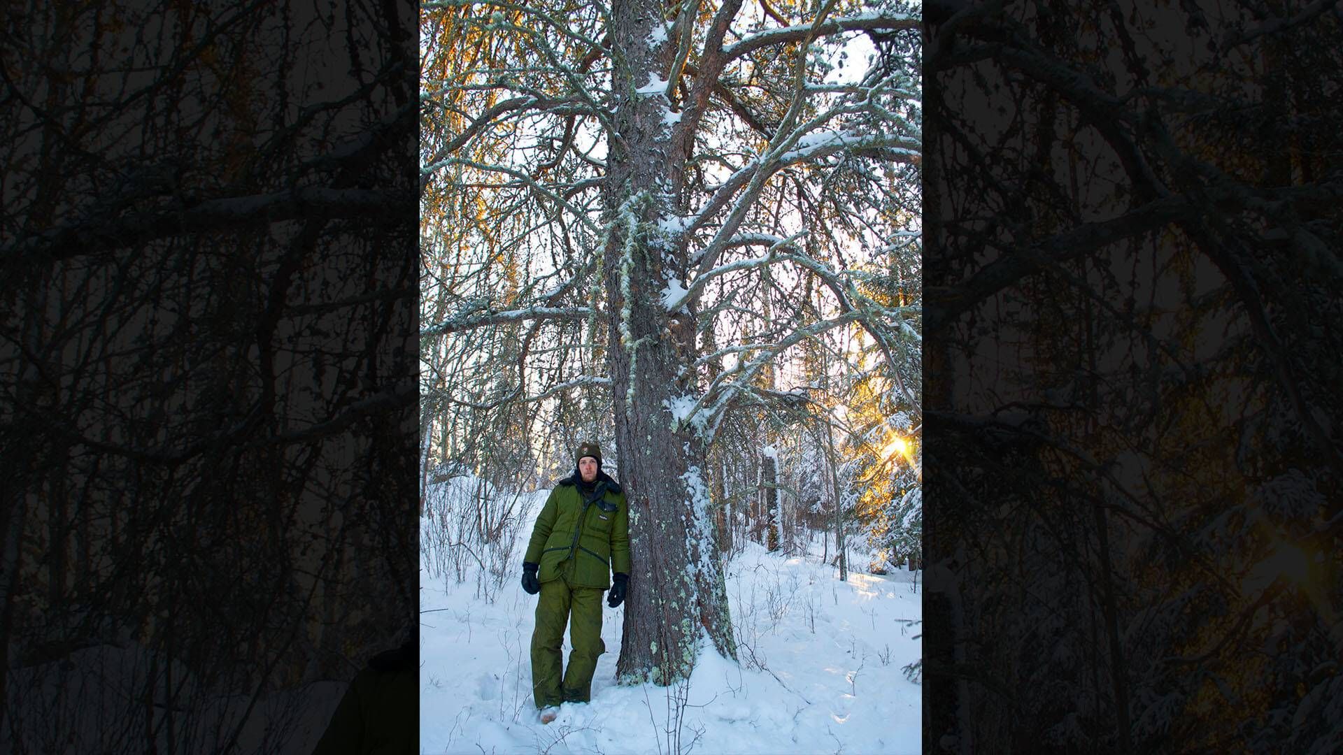 National Champion Jack Pine, located by Austin Homkes (pictured) near Voyageurs National Park