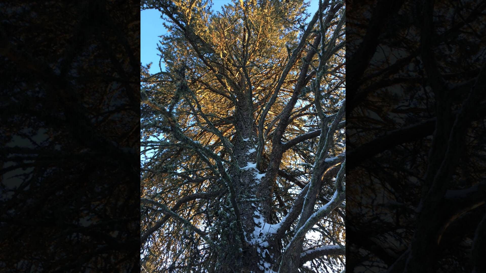 National Champion Jack Pine, located by Austin Homkes near Voyageurs National Park