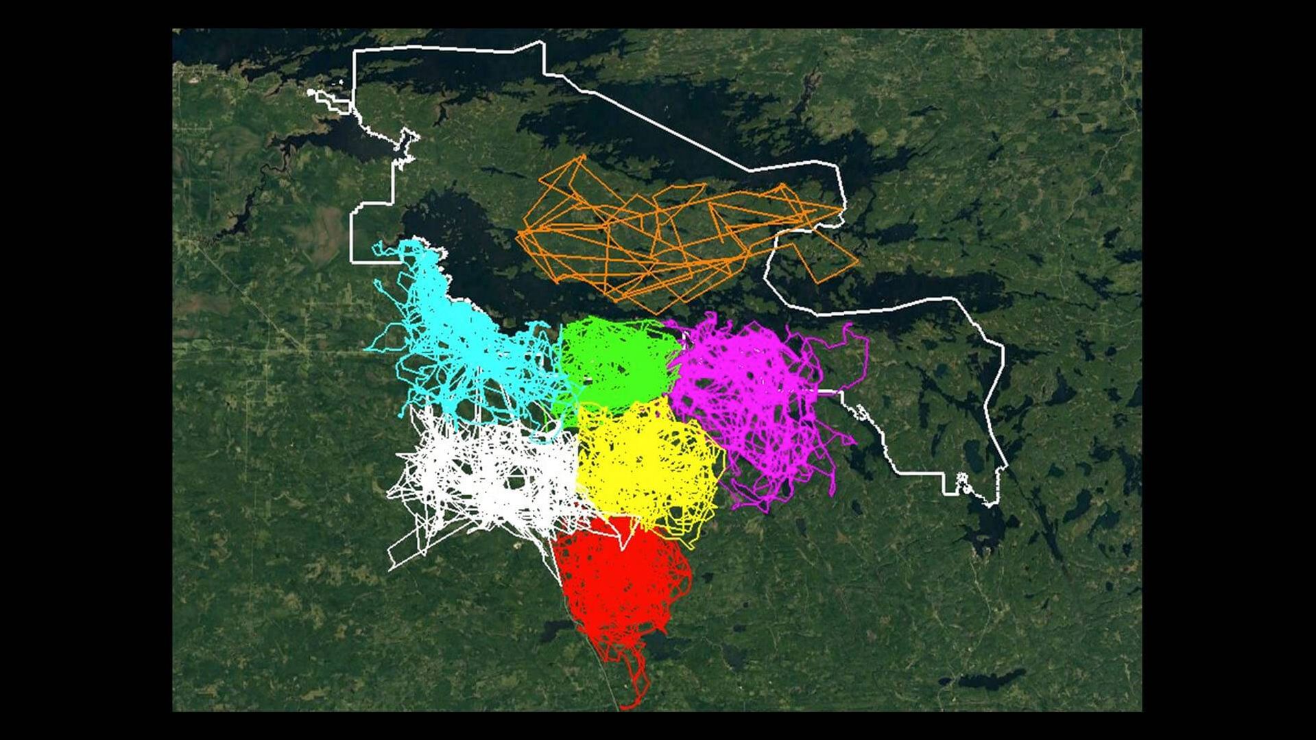 GPS data showing the territories of various wolf packs in and around Voyageurs National Park
