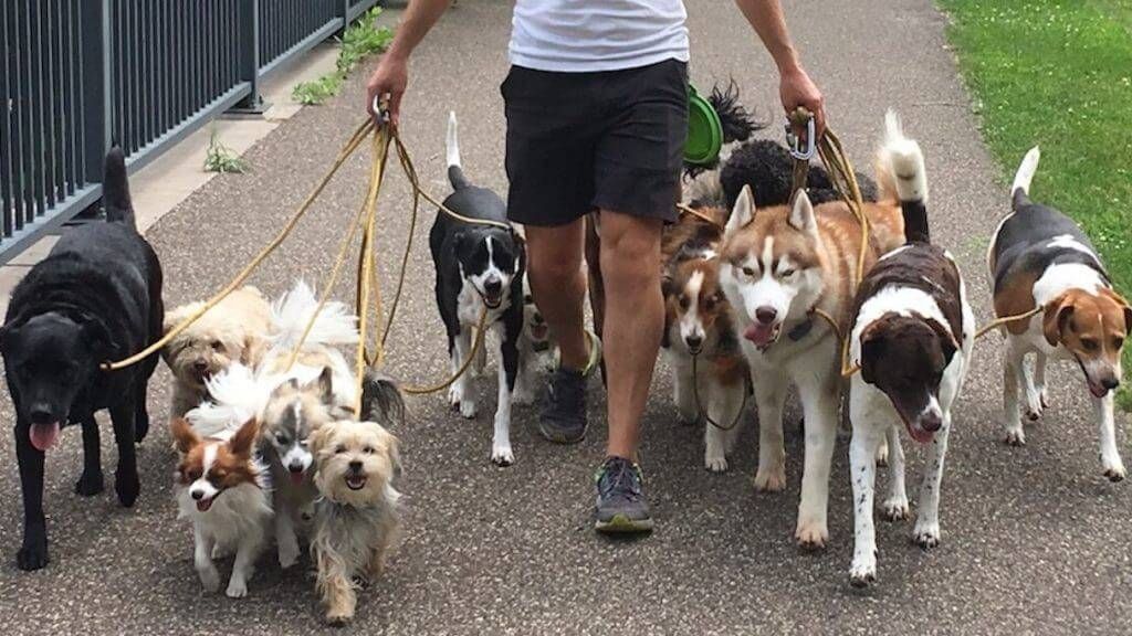 a group of dogs on leashes