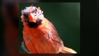 Why does that cardinal look bald? The Birdchick explains.