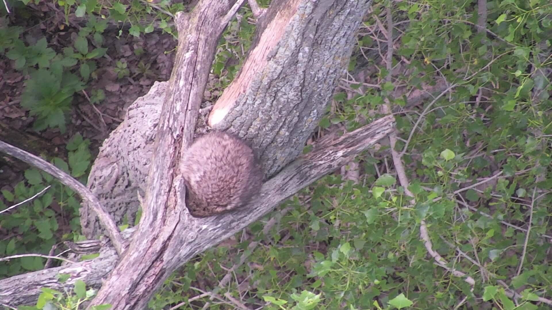 A raccoon sleeping in a tree.