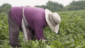 Addressing Food Insecurity in Minnesota Takes a Village