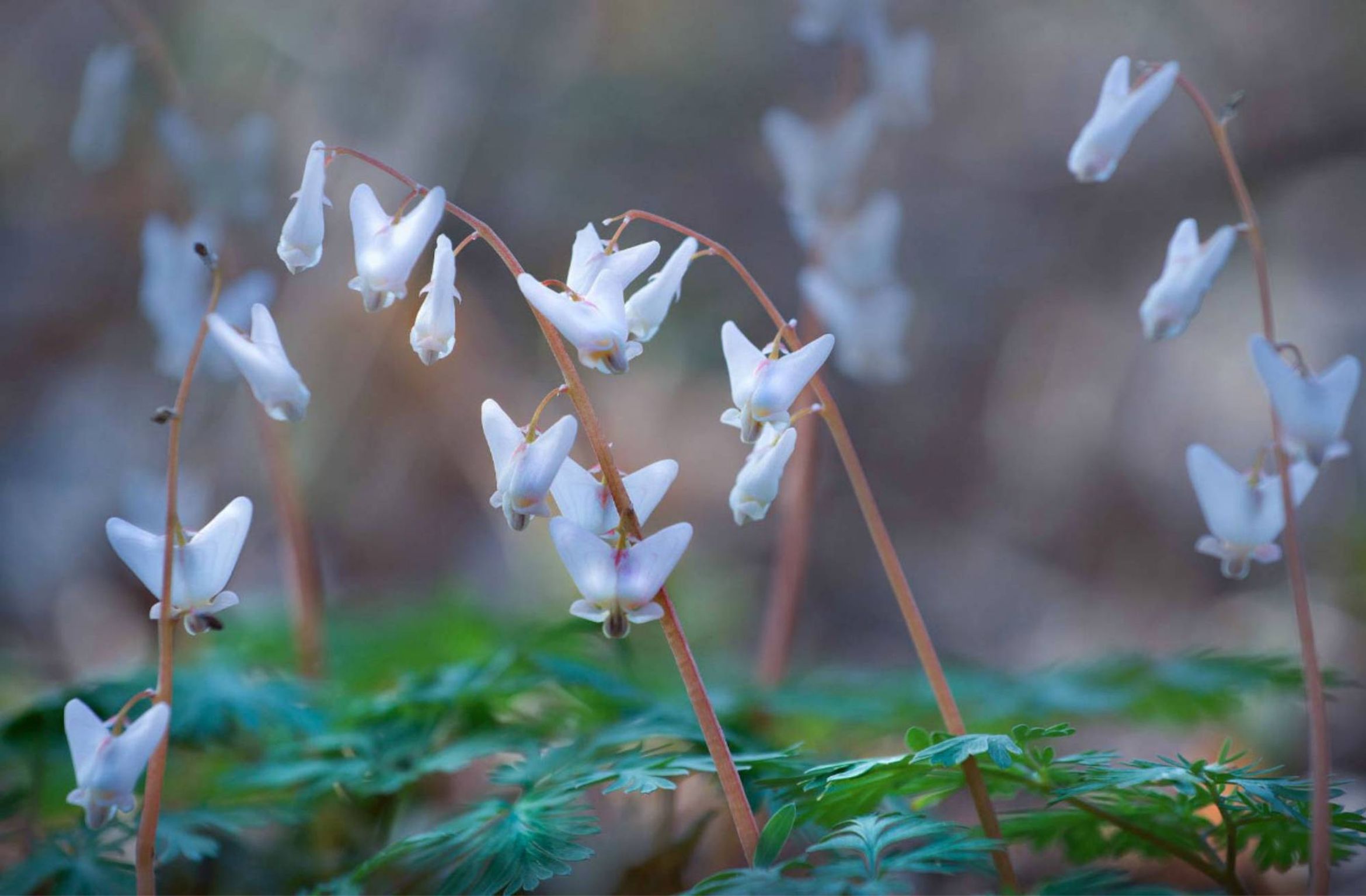 Photo by Jim Brandenburg