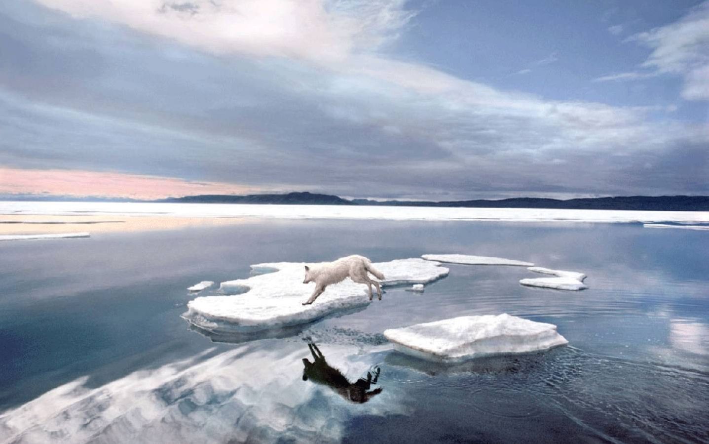 A leaping Arctic wolf jumping between ice floes is considered to be one of the most important wildlife photos ever taken. Photo by Jim Brandenburg.