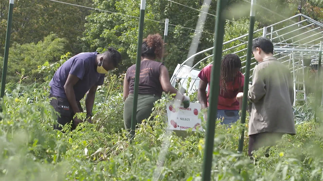 A group of student volunteers tends one of Appetite For Change’s many community gardens, which were built to teach residents in North Minneapolis about growing their own food while providing greater access to fresh, healthy produce.