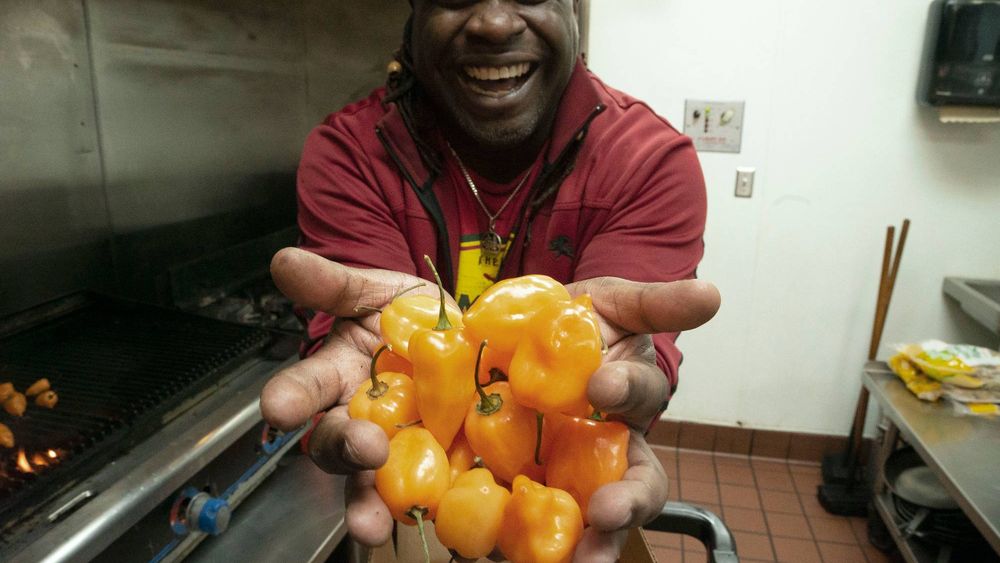 Tomme Beevas holds a handful of scotch bonnet peppers.