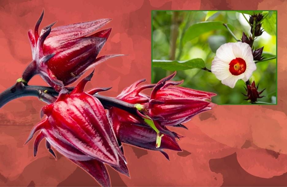 Jamaican Sorrel or hibiscus plant