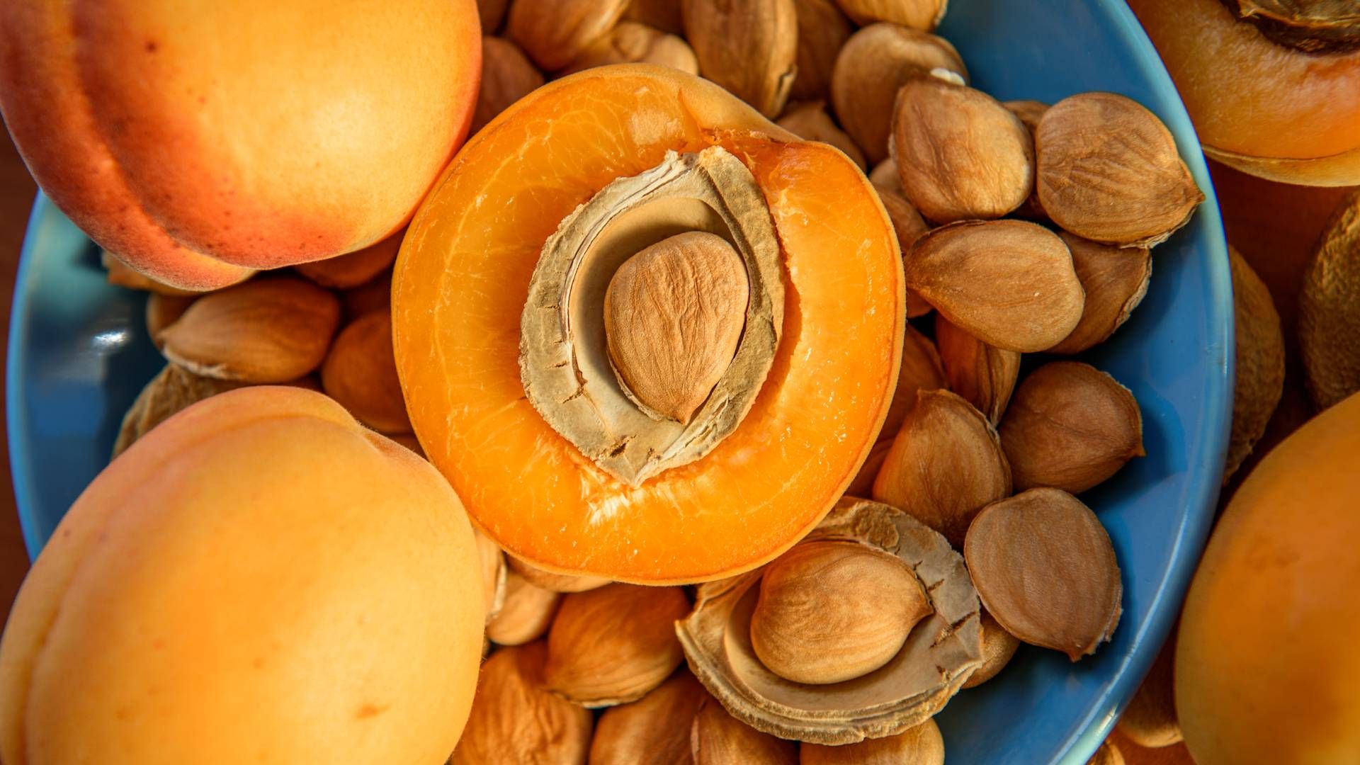 Apricots, apricot pits and apricot kernels in a blue bowl.
