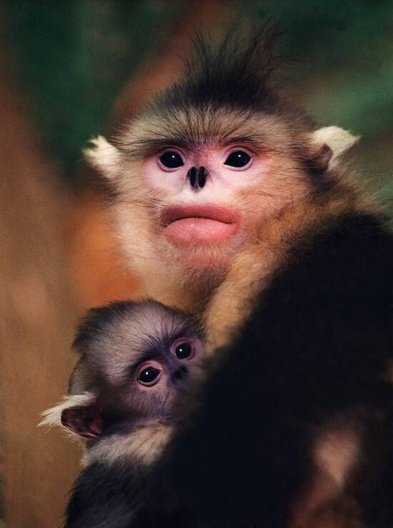 crazy looking monkeys