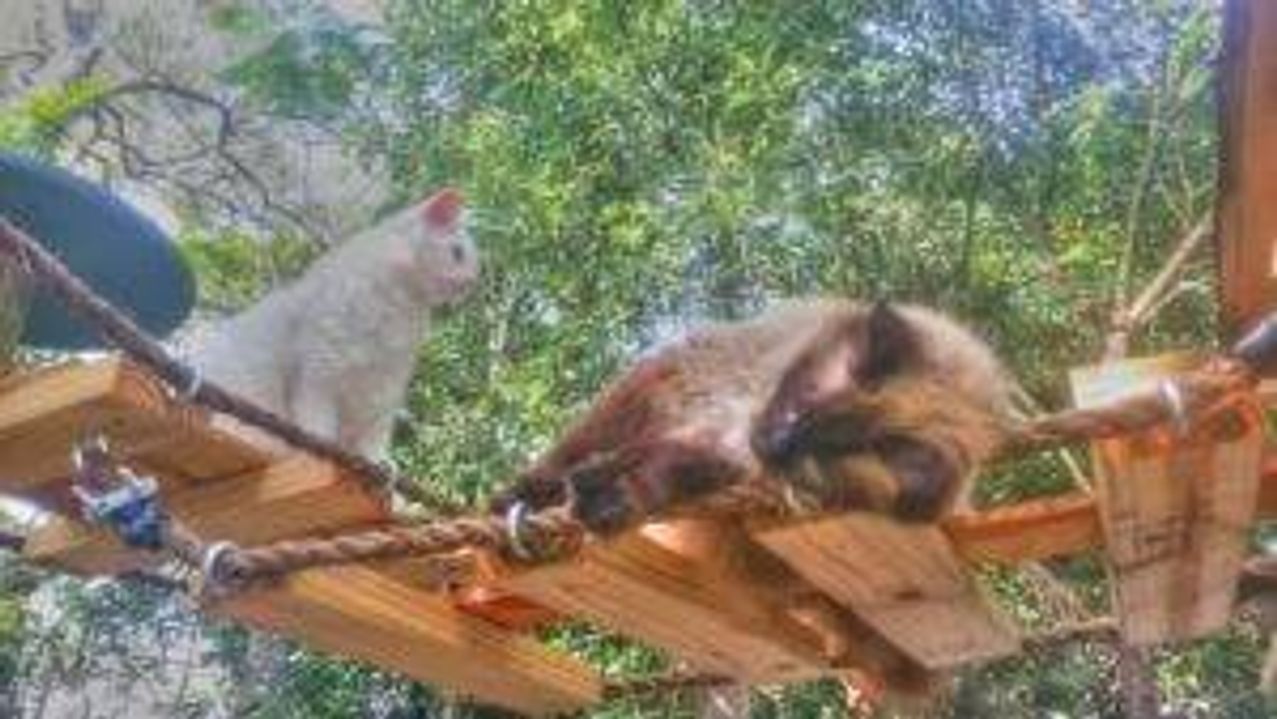 elderly cats