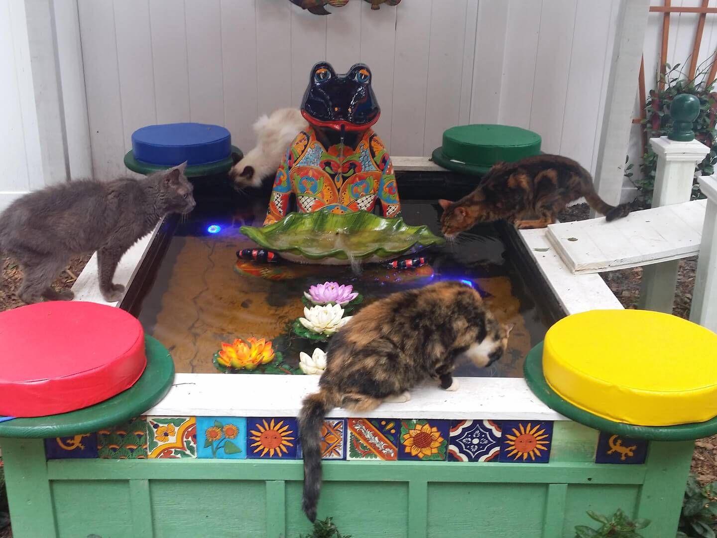 elderly cat sanctuary