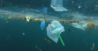 Plastic straws and bags floating in the ocean. Banning Straws pbs rewire