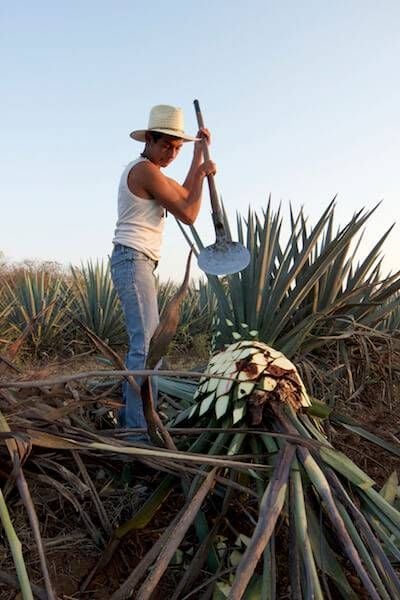 A young jimador cuts down a blue agave plant, the essential ingrediant of Mexico's legendary tequila. Visit Mexico pbs rewire