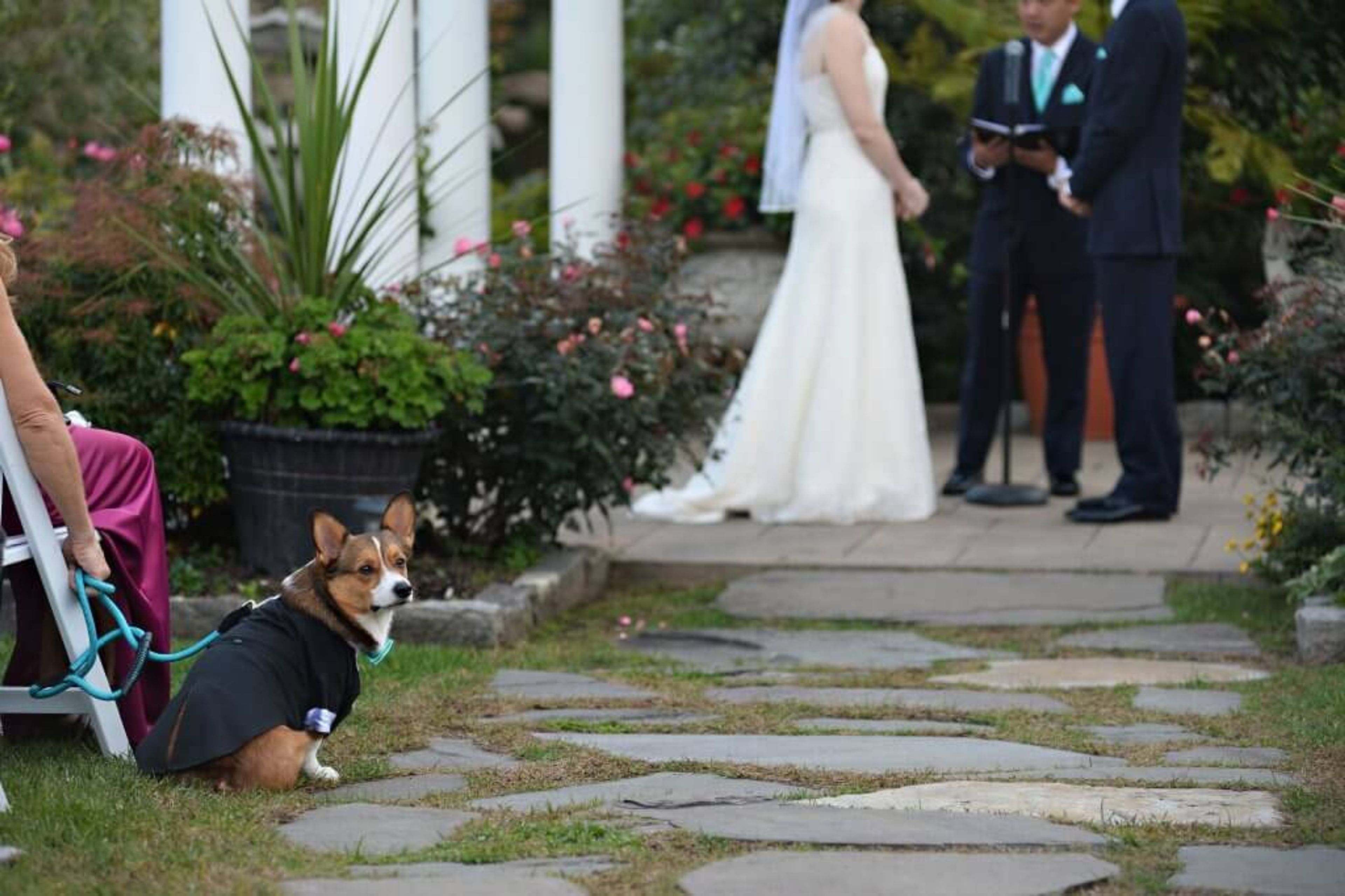 Chrisanne Grise's Corgi, Murray, sits in the audience during Gris's wedding. Dog of Honor pbs rewire