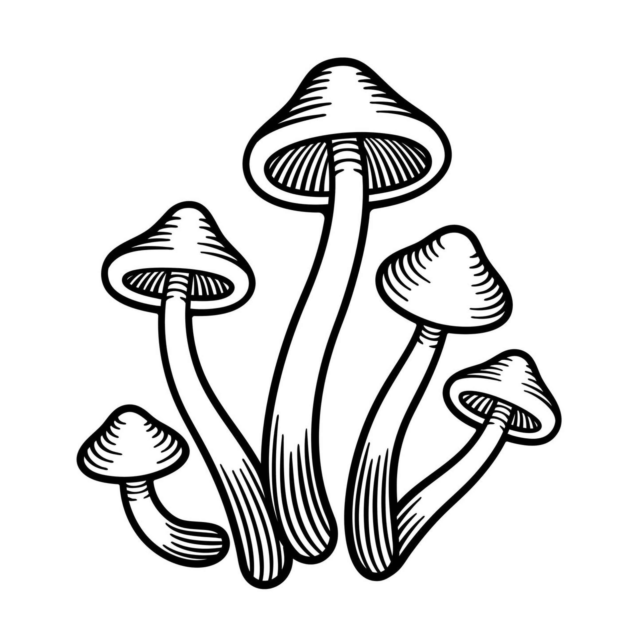 Black and white line drawing illustration of mushrooms. Psilocybin, psychedelics, Rewire, PBS
